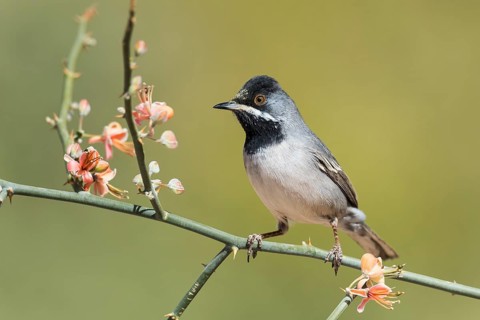 Rüppell's Warbler (Sylvia ruppeli) male, Eilat, Israel