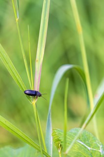 Click beetle (Cerophytidae) sitting on a blade of grass in a meadow