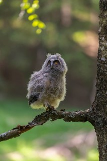 One young long-eared owl (Asio otus), sitting on a branch of a tree. Green vegetation in the