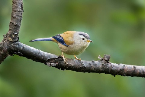 Blue-winged Minla (Minla cyanouroptera), Yunnan, China