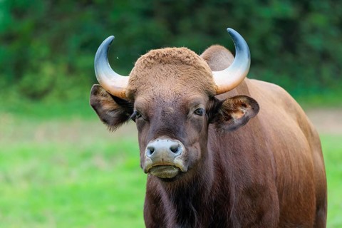 Portrait of a male Gaur (Bos gaurus gaurus) on a pasture. Indian subcontinent and Southeast Asia