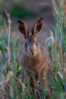 European brown hare (Lepus europaeus) adult animal in a farmland cereal crop, Suffolk, England,