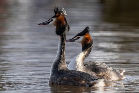 Great Crested Grebe (Podiceps Scalloped ribbonfish) Courtship, Emsland, Lower Saxony, Germany