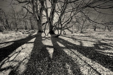 Dwarf Beech, Primeval forest Urwald Sababurg, Hofgeismar, Weser Uplands, Weserbergland, Hesse,