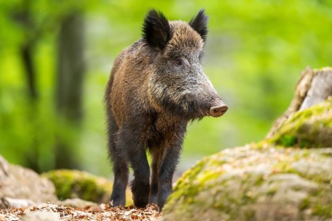 Wild boar (Sus scrofa) walking in a forest, Bavaria, Germany