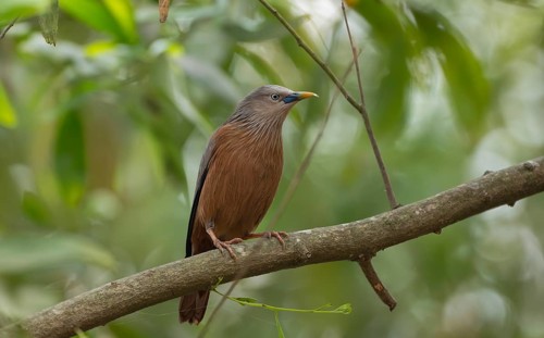 A chestnut-tailed starling (Sturnia malabarica) on tree branch, Sreepur, Gazipur, Bangladesh