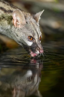 Common genet (Genetta genetta) drinking water at the shore of a lake, wildlife in a forest,