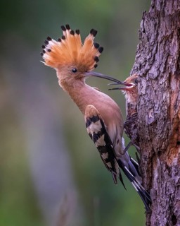Eurasian Hoopoe (Upupa epops) feeding chick in breeding cavity, Saxony-Anhalt, Germany