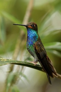 White-tailed Hillstar (Urochroa bougueri) perched on a branch in the Andes mountains in Colombia