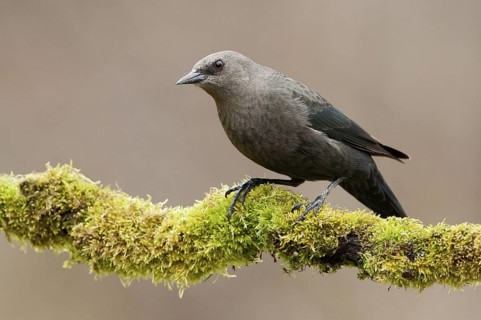 Brewer's Blackbird (Euphagus cyanocephalus), British Columbia, Canada
