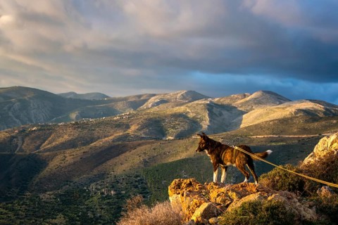 A dog stands majestically on a rock, overlooking a vast and rugged Greek landscape under dramatic