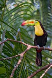 Fishing toucan (Ramphastos sulfuratus) Costa Rica