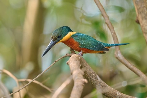 A kingfisher sits on a branch in a forest, surrounded by green nature, Red-breasted Kingfisher