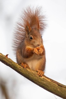 Squirrel (Sciurus vulgaris) sitting on a branch and holding a hazelnut in its paws,
