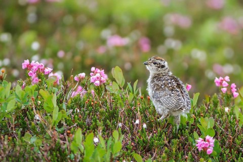 White-tailed Ptarmigan (Lagopus leucurus) in the alpine habitat of British Columbia, Canada