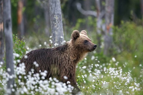 European brown bear (Ursus arctos), Europe, Scandinavia, Finland, young