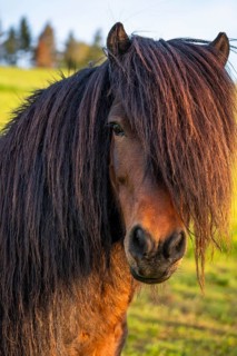 Pony stallion with flowing mane, portrait, black-brown. Evening, golden hour. Germany
