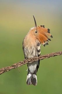 Eurasian Hoopoe (Upupa epops) perched on a branch, Aosta Valley, Italy