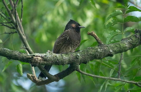 A Red-vented Bulbul (Pycnonotus cafer) on a tree branch, Sreepeur, Gazipur