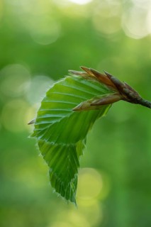 Delicate awakening - fresh beech leaves in the spring light. Beech leaves after new shoots in