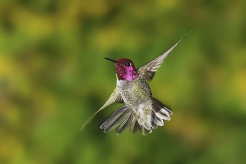 Anna's Hummingbird (Calypte anna), British Columbia, Canada