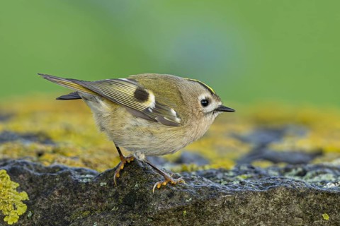 Goldcrest (Regulus regulus), Oeland, Sweden