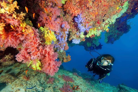 Underwater photo diver swimming through a lively colourful coral reef with many species of soft