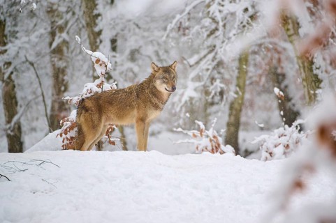 An attentive wolf in the snowy forest looks curiously, Winter, Wolf (Canis lupus), Germany
