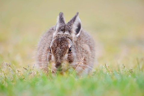 European hare (Lepus europaeus), young animal sitting in a meadow, North Rhine-Westphalia, Germany