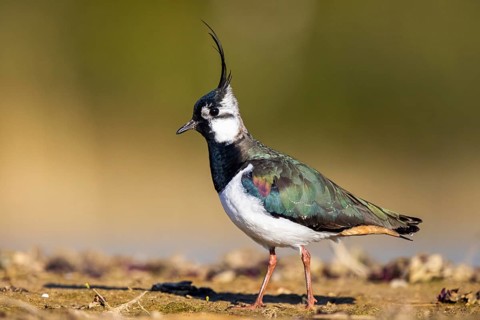Northern Lapwing (Vanellus vanellus) male, North Rhine-Westphalia, Germany