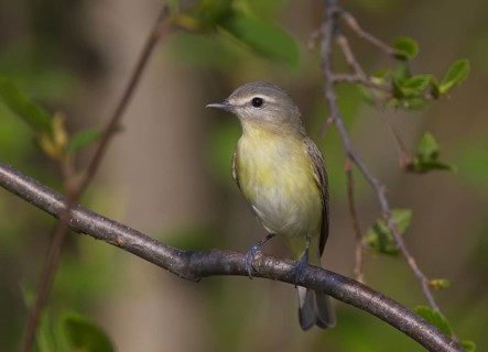 Philadelphia Vireo (Vireo philadelphicus), Ontario, Canada