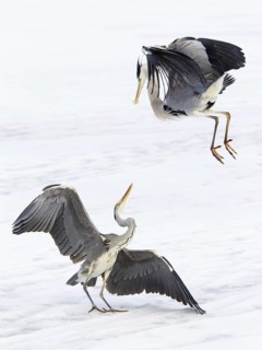 Grey Heron (Ardea cinerea) flying, Berlin, Germany