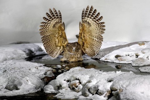 Blakiston's fish owl, Bubo blakistoni, largest living species of owl, fish owl, a sub-group of