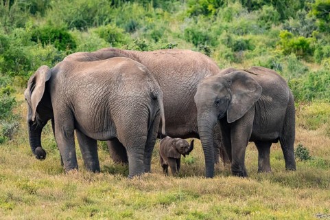 Herd of elephants with baby, African elephant (Loxodonta africana), Addo Elephant National Park,