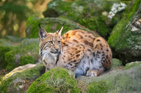 Eurasian lynx (Lynx lynx) lying on a rock in a forest, Bavaria, Germany