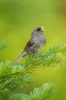 Dark-eyed Junco Junco hyemalis east of Beaver, Utah, United States 4 July Adult singing.