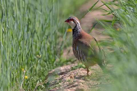 Red-legged Partridge (Alectoris rufa), Castile-La Mancha, Spain
