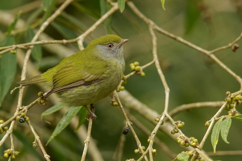 Pin-tailed Manakin (Ilicura militaris) perched on a branch in the Atlantic Rainforest Region of