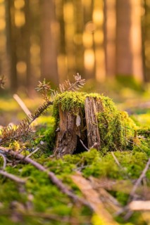 Moss-covered tree stump in the forest illuminated by sunlight, Calw, Black Forest, Germany