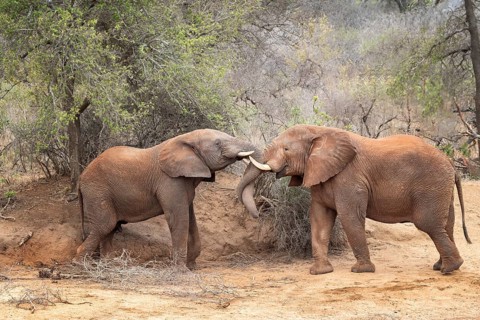 African elephant (Loxodonta africana) two males fighting, South Africa