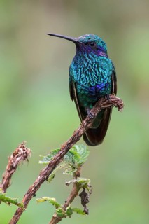Sparkling Violet-ear (Colibri coruscans) perched on a branch in Manu National Park, Peru
