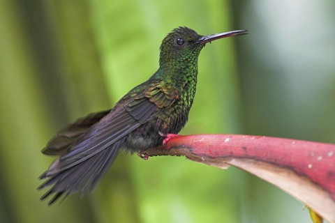 Bronze-tailed Plumeleteer (Chalybura urochrysia), Costa Rica