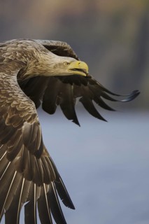 White-tailed Eagle (Haliaeetus albicilla) flying, Nord-Trondelag, Norway