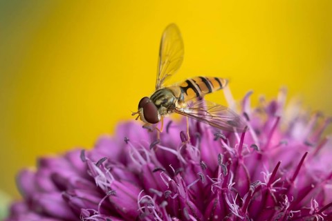 Common hoverfly (Eupeodes corollae) adult insect feeding on a garden purple Allium flower in