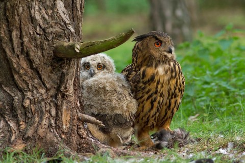 Eurasian Eagle-Owl (Bubo bubo) female with chick, Utrecht, Netherlands