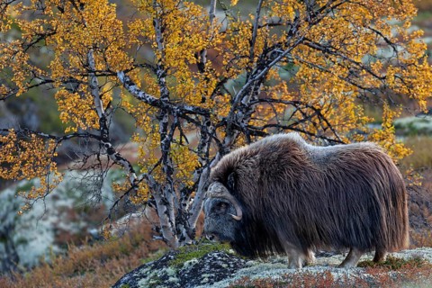 Musk ox bull (Ovibos moschatus) in autumnal tundra landscape, autumn, Ruska, autumn colours, Norway