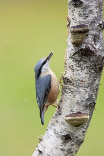 Eurasian Nuthatch (Sitta europaea), Berlin, Germany