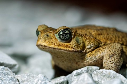 Detailed portrait of a Cane Toad, Rhinella marina, featuring its textured skin and vibrant eyes,
