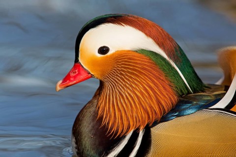Mandarin duck, (Aix galericulata), animals, birds, duck birds, male, drake, forest park, Mannheim,