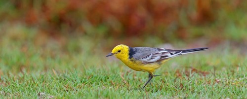 Citrine wagtail, (Motacilla citreola), foraging in a biotope, Middle East, Oman, songbird, family